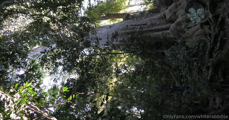 whiterabbitsx art star image