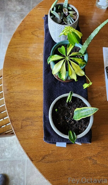 fey octavia free beautiful model pic