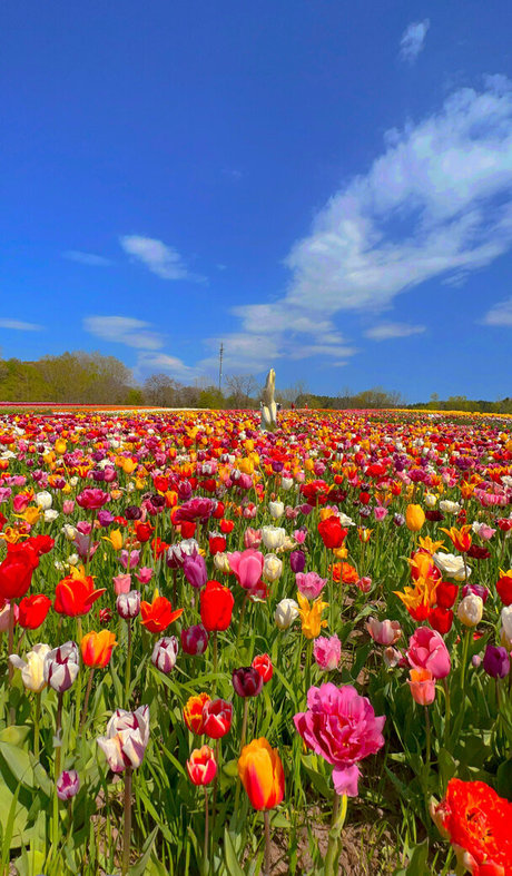 misswarmjfree star exclusive image