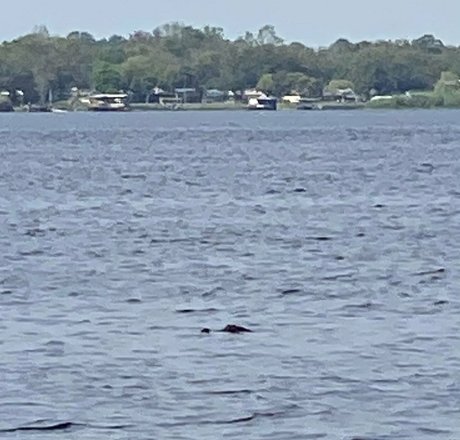 cocovandi nude pornstar pic