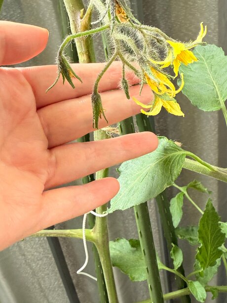 Evelynwhite star hd archive