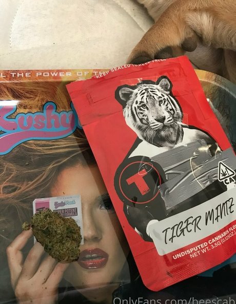 scabbee model high quality image