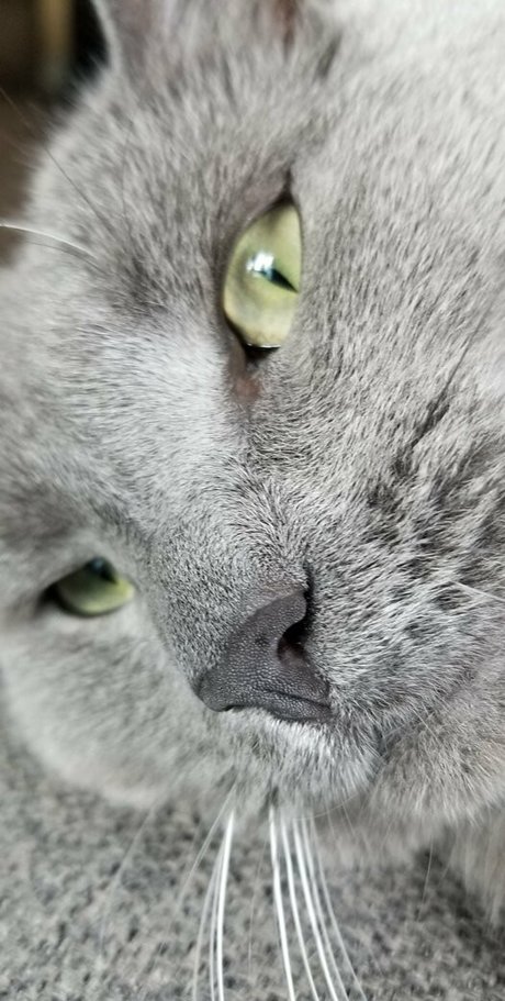 andromedanekoclub xxx actress photo