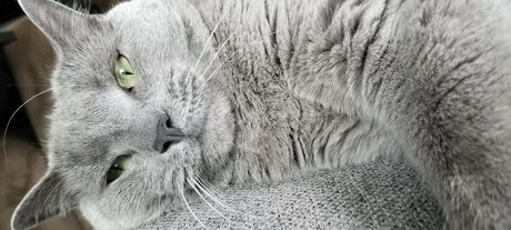 andromedanekoclub pornstar top galleries