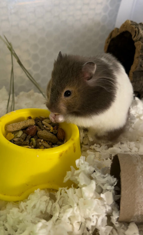 imrosebeck erotic model archive