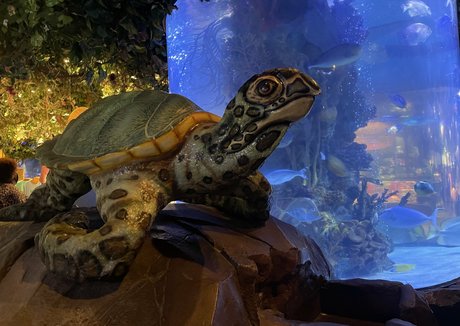 mistylovelace pornstar image