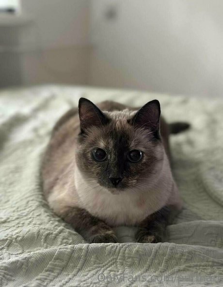 purmari model hot picture