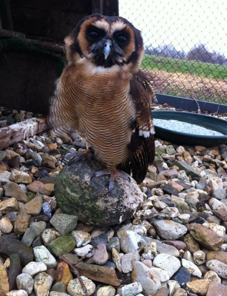 daddy vip onlyfans adult photo