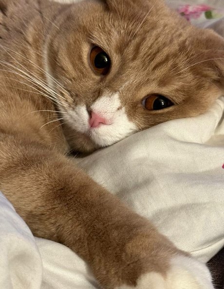 Holy Harlot model adult photo