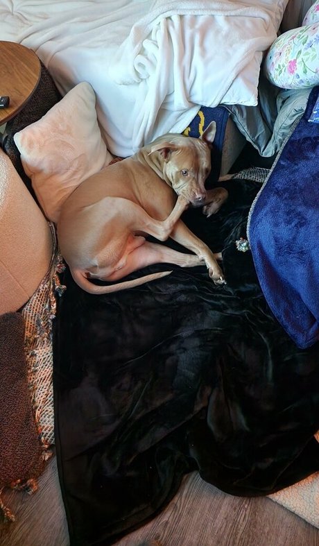 S and K free model photos