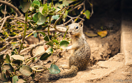 candy lane nice pornstar photo