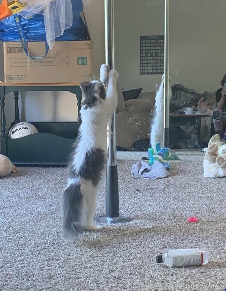 xangel 636 pornstar free photo