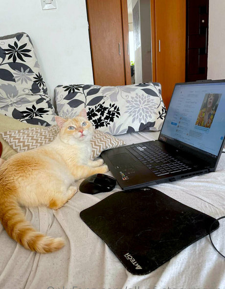 all of stacymoon star img