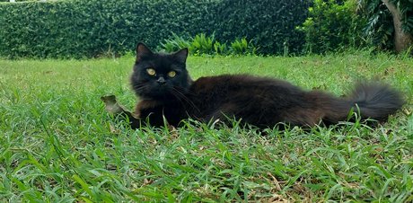 avilinax free actress img