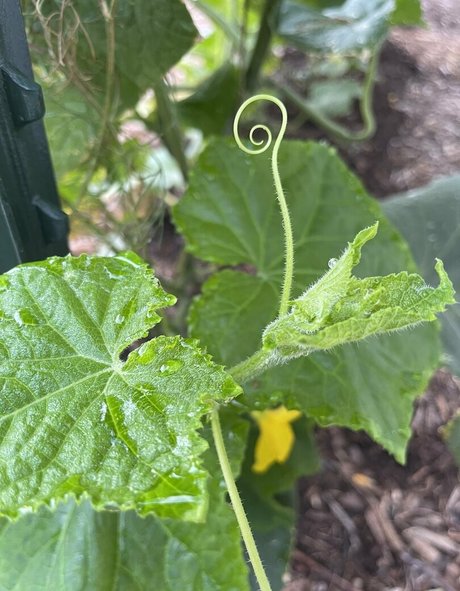 therustyranger top pornstar photo