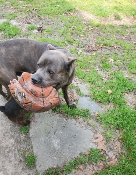 bee88i top star images