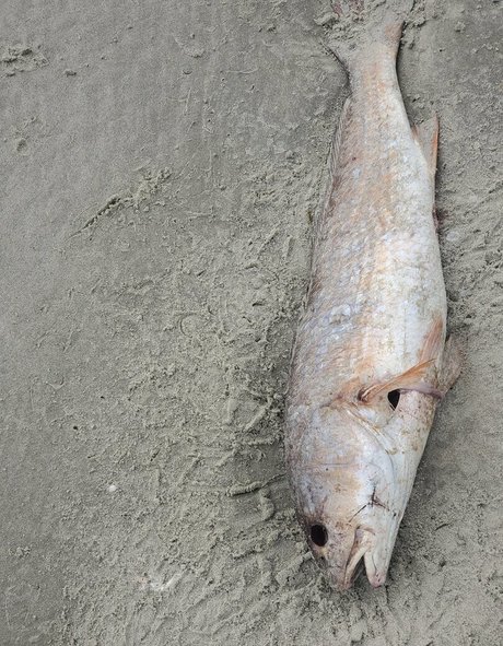 goth trans onlyfans free pics