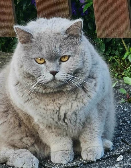 milashiroki model pretty photo