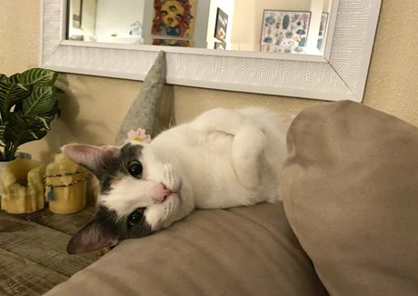 big booty bbw onlyfans free pics