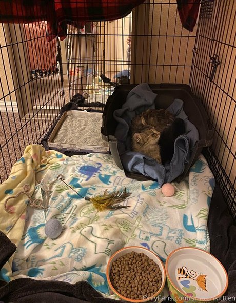 mollymaeve sex actress img