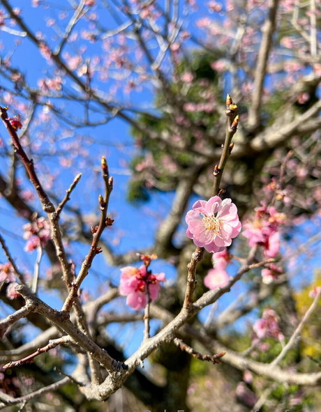 freefrost naked star pics