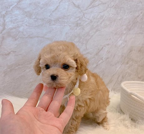 amysong99 model pornographic pic