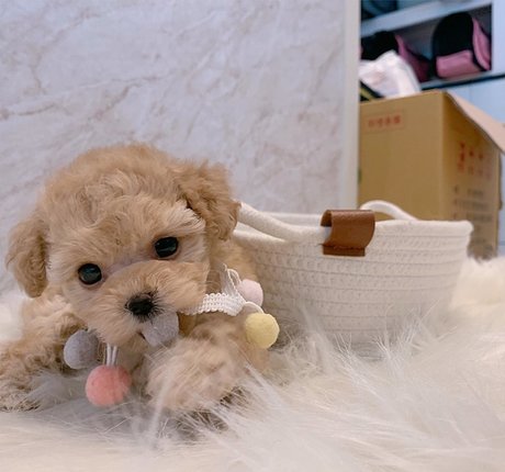 amysong99 model porn pics