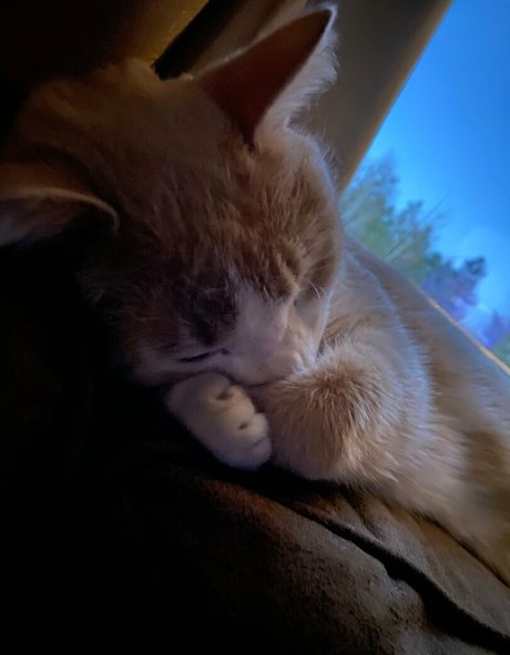 Aelarose model hd photo