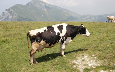 fatsackfails star top photo