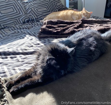 somelittlecrumbs adult star photos