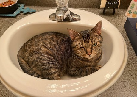 radiantkitsune model sexy photos