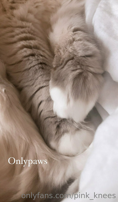 pink knees high quality actress gallery