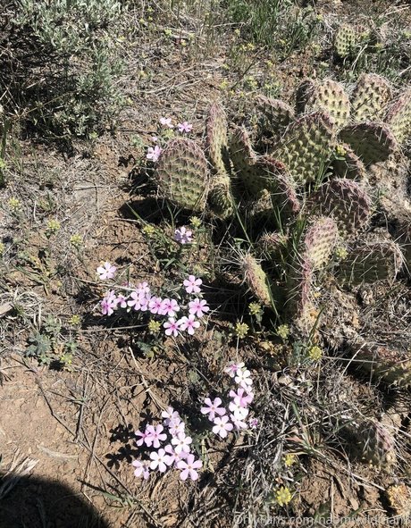 naomiwildman3 xxx pornstar images