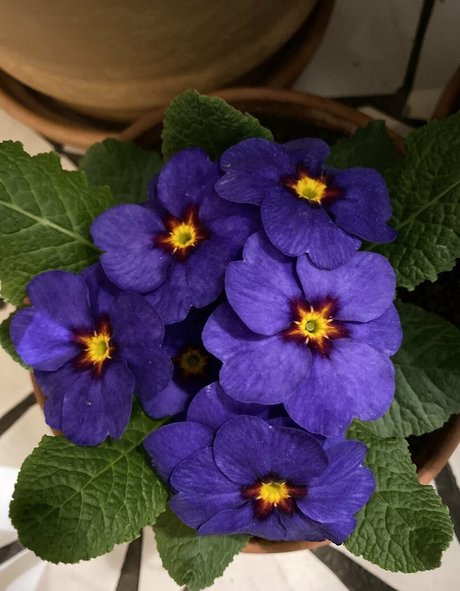 florence agapi erotic model pictures