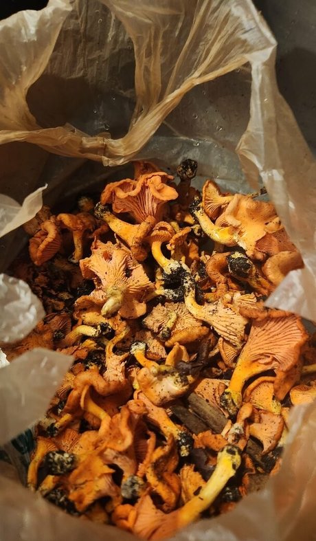 Lovebush1313 actress image