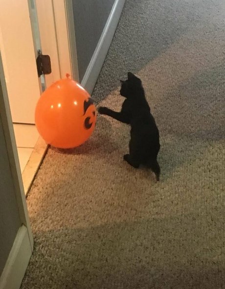 Lovebush1313 model top gallery