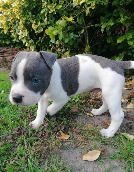 asmrjanina pornstar high quality pictures