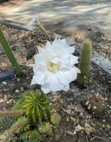 tallielorain sex actress img