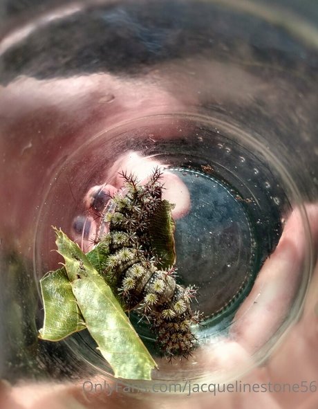 jacquelinestone56 model free galleries