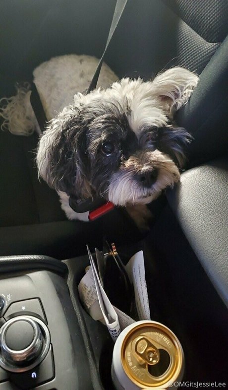 omgitsjessielee art pornstar image