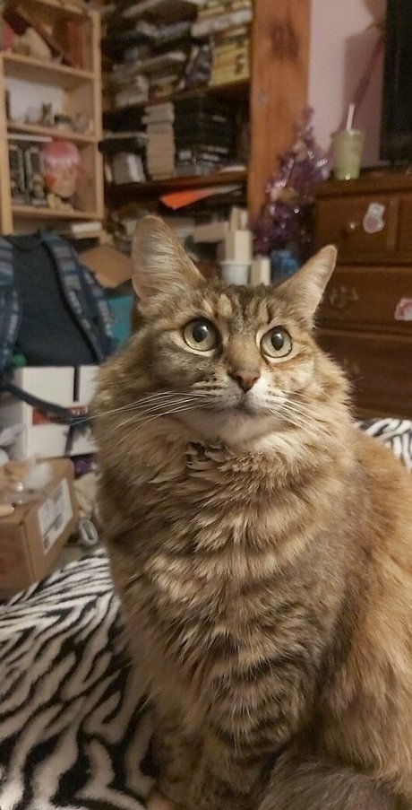 galaximoss star sexy pics