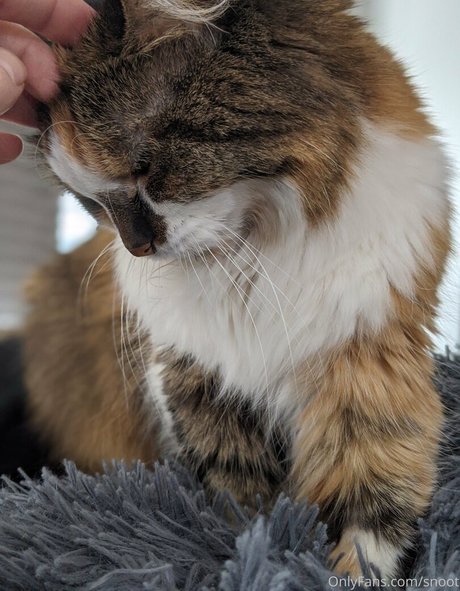 snoot star nudes gallery