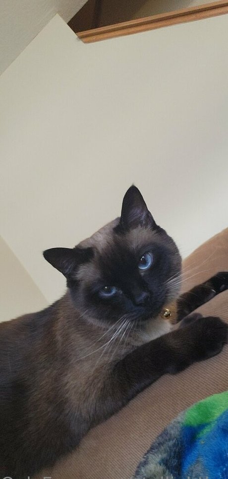 stellightbaby model pretty images