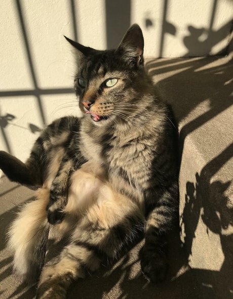 Shashi hot model gallery