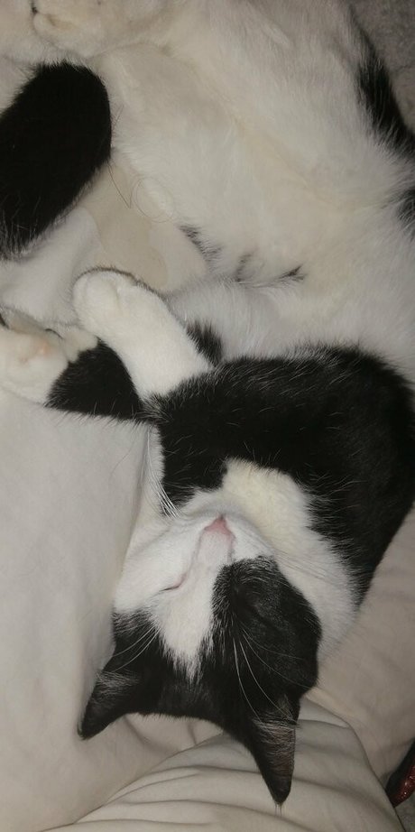 megfish pornstar sexy pics