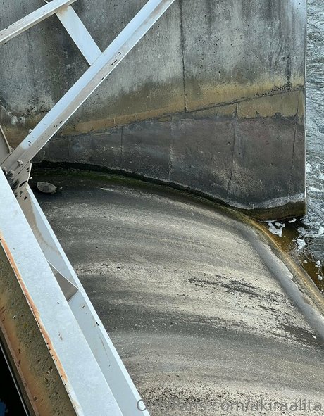 akiraalita erotic star gallery