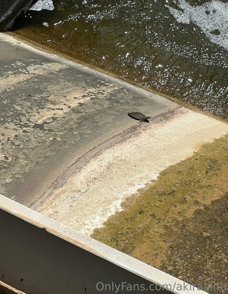 akiraalita pretty star galleries