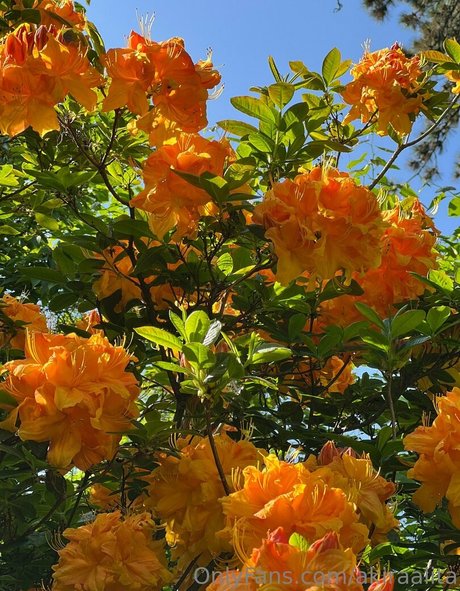 akiraalita star perfect gallery