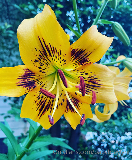 babybraylynn model hot pic