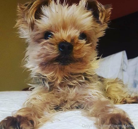 stormydaniels nice pornstar picture